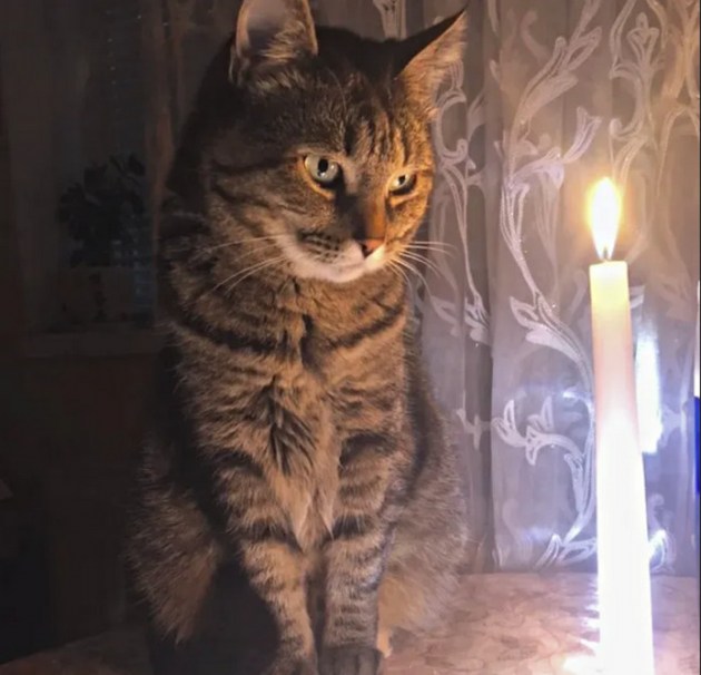 Причиной одного из пожаров в последний день старого года мог стать... кот