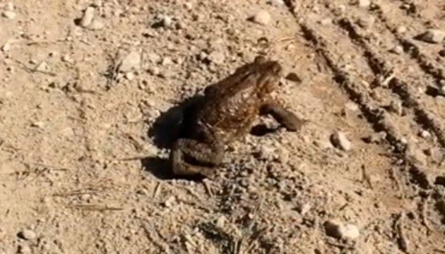 «Берегите принцев! Их мало»