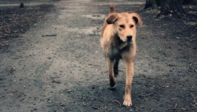 Приютили бродячую собаку? Это может грозить судебными тяжбами