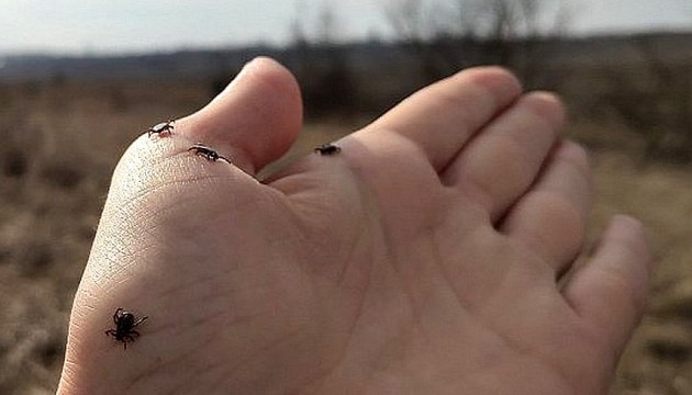 В ряде регионов детей от клещевого энцефалита вакцинируют бесплатно