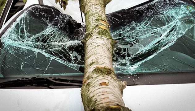 На улице Райня ветка дерева упала на машину