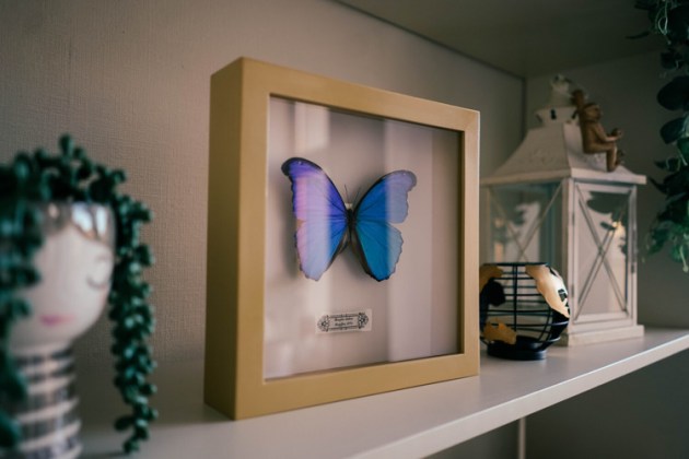 FlyButterFly: � ����������� ��������� ��������� ������� �������