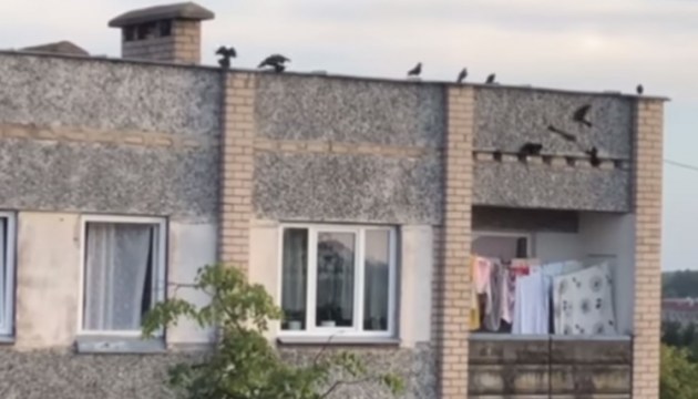 Жуть в доме по улице Баускас, 7: заживо замурованные галки на чердаке