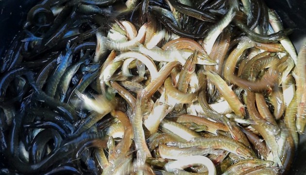 � ������ ���� ��������������� ���� ����� ��������� 32 ���. ������� ����