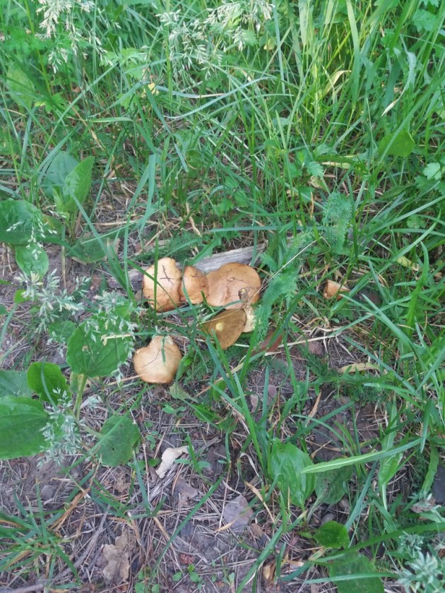 В лесу появились первые летние грибы