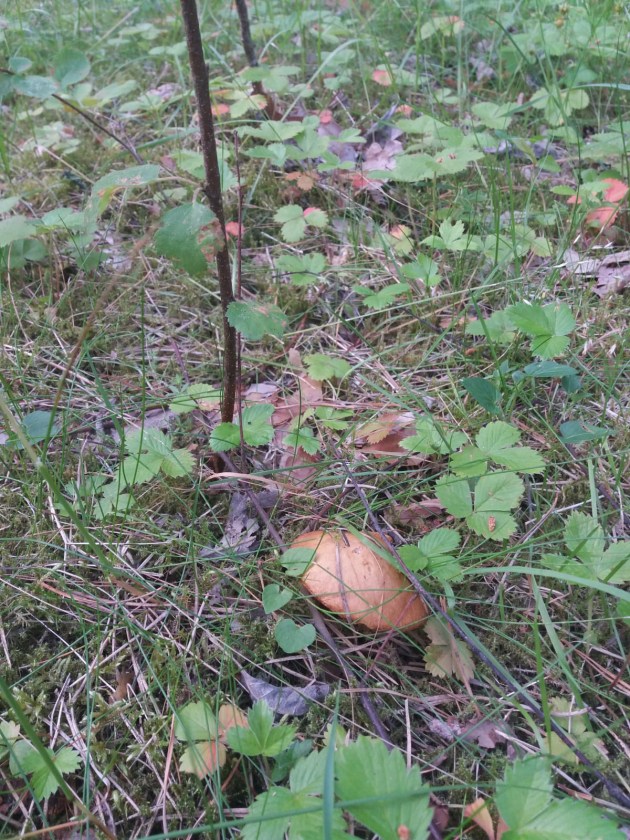 В лесу появились первые летние грибы
