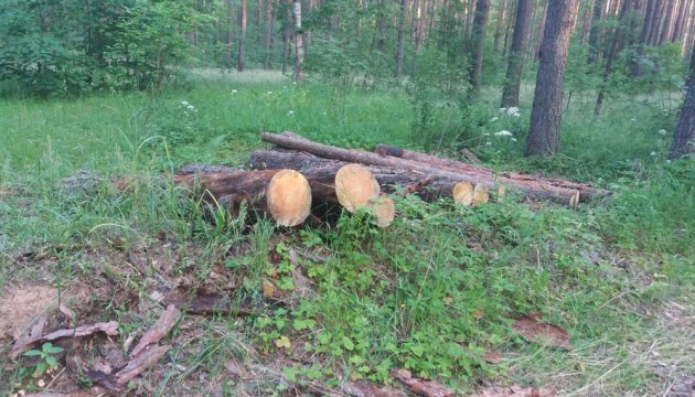Лес не воруют. Его чистят…