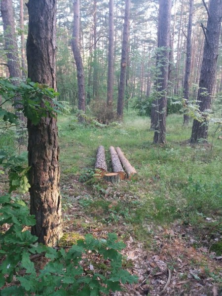 Лес не воруют. Его чистят…