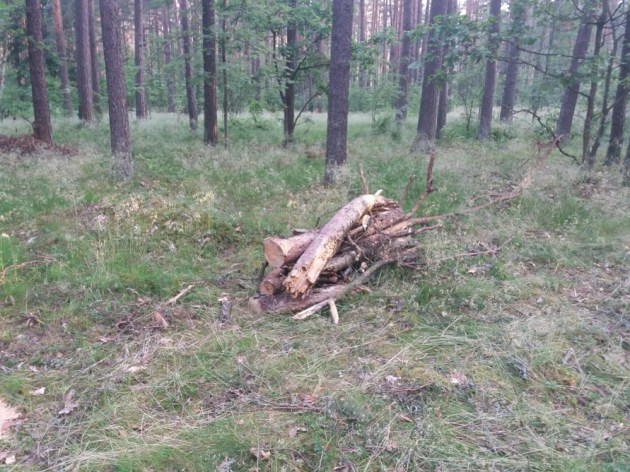 Лес не воруют. Его чистят…