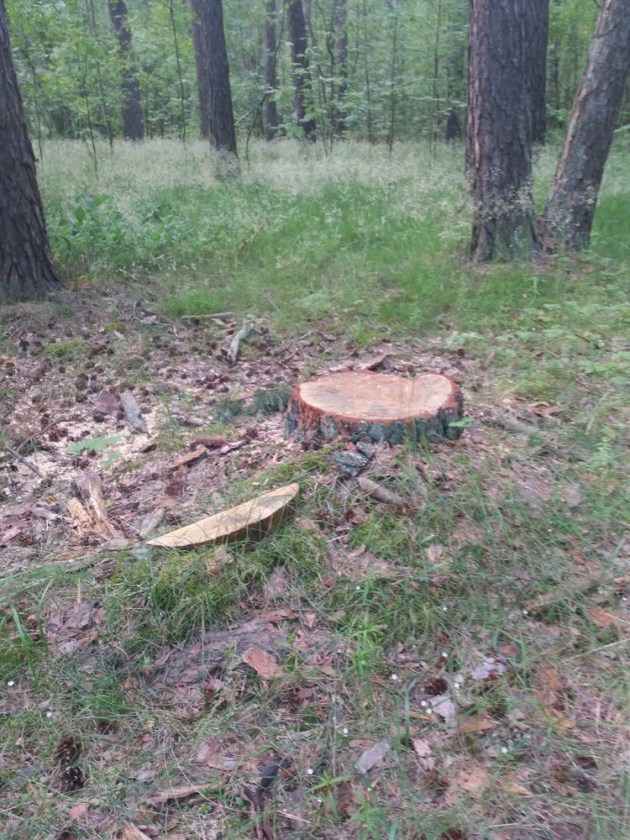 Лес не воруют. Его чистят…