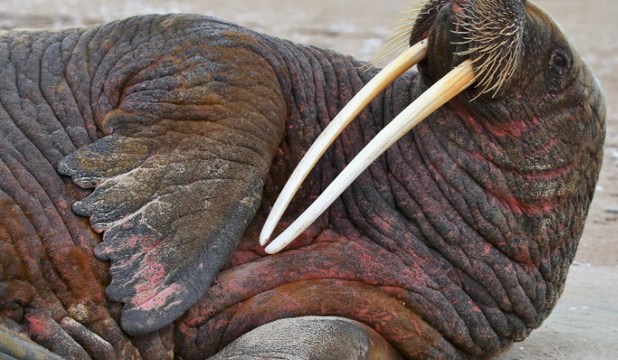 ���������� ���� �������� �� �������� �������