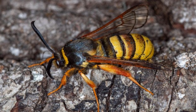 � ������ ���������� ����� ��� ���������