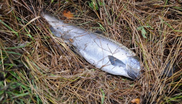 ������ �����������: � ����� ������ ����������� ������ ������