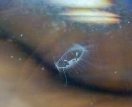 � ���������� ��������� ��������... ������