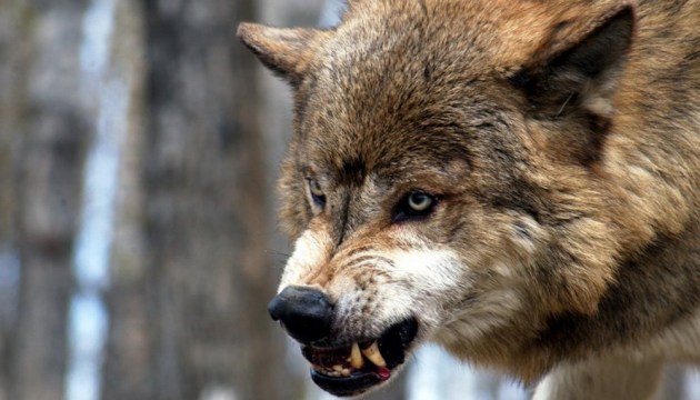 �������� �� ���� ����� ������ �� ������ � ���������� ���� (�����)