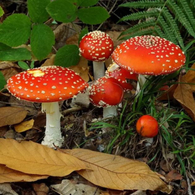 Волшебный гриб: в соцсетях рекламируют мухоморы