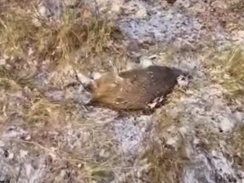 «Брутально и беспощадно!» Именно так выглядит африканская чума свиней