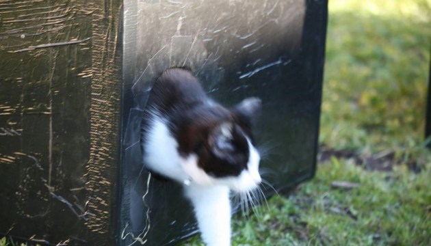 В Даугавпилсе замерзают котики! Они ждут домиков из Риги