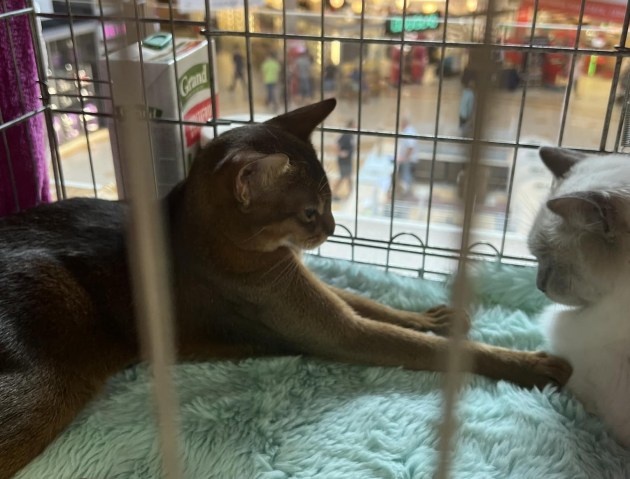 � �� Ditton ������ 6-� ������������� �������� ����� (+����)