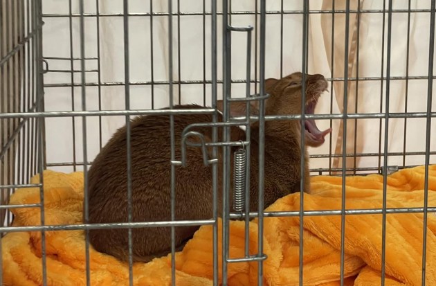 � �� Ditton ������ 6-� ������������� �������� ����� (+����)