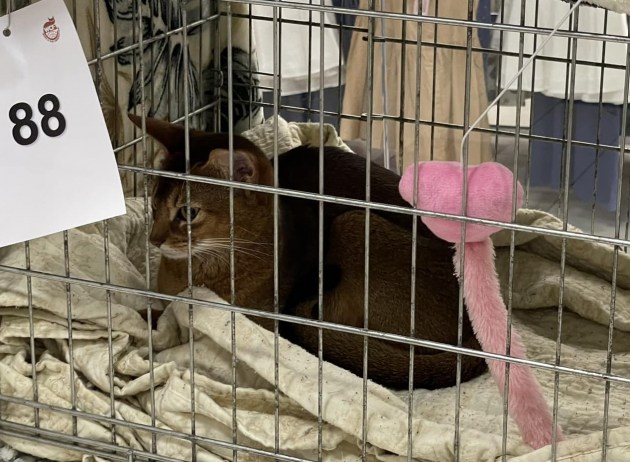 � �� Ditton ������ 6-� ������������� �������� ����� (+����)