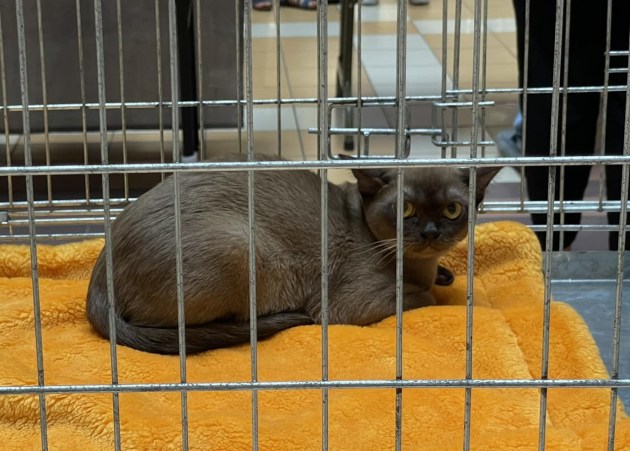 � �� Ditton ������ 6-� ������������� �������� ����� (+����)