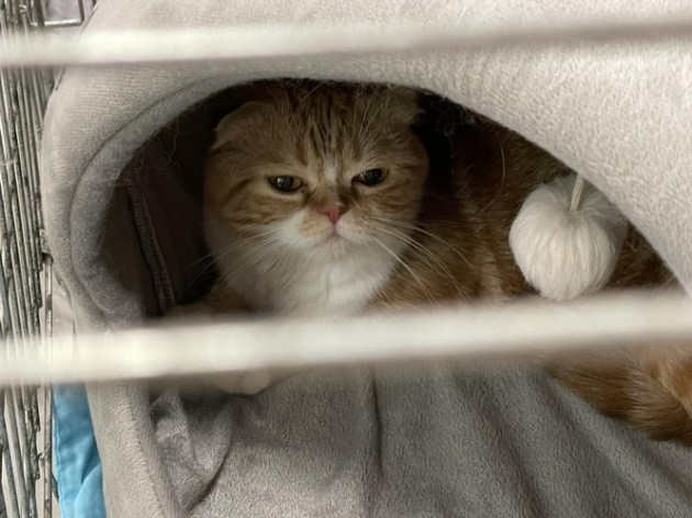 � �� Ditton ������ 6-� ������������� �������� ����� (+����)