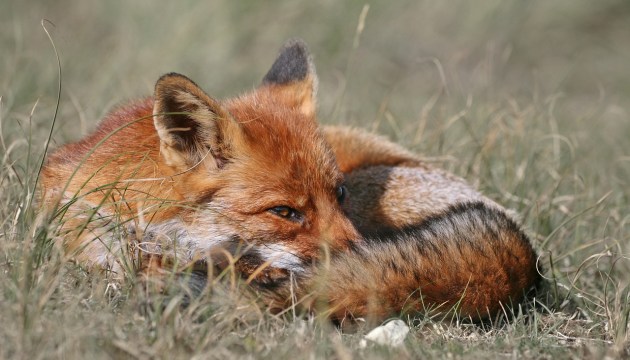 В Польше от птичьего гриппа погибли 24 кошки. А в Латвии - еще одна лиса