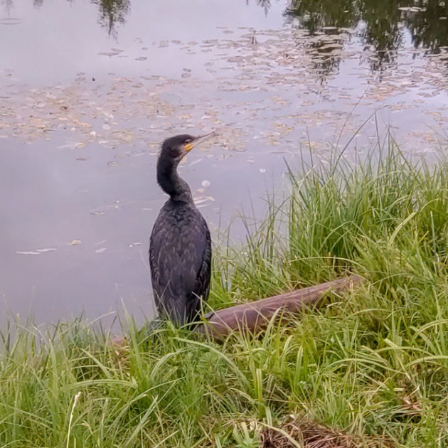 �� ���� ��� ������� �������� ������ �����