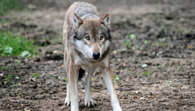 Волки нападают на домашних животных: в каких самоуправлениях чаще всего?