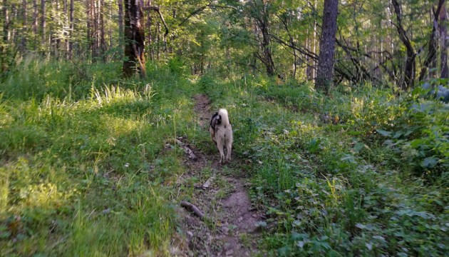 «В Средней Погулянке собака принесла… чью-то руку» (ДОПОЛНЕНО)