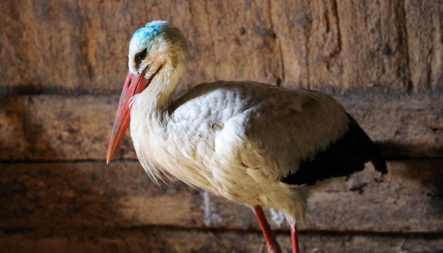 ���� ������ ������ �� �������, ������ � ������� �� ������ �� ������