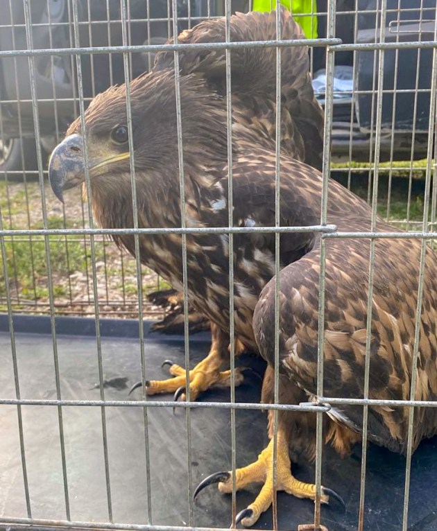 ������������ ��������: �� �������� ��� ������� ������� ������-����������