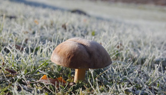 Синоптики: ночью местами – заморозки