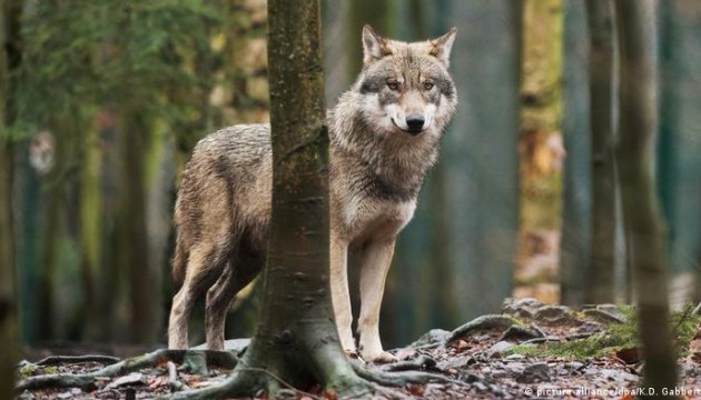 Жителей Аугшдаугавского края призывают сообщать о волках
