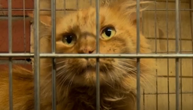 Рудис, которого на 2 недели оставили на балконе, умер в приюте
