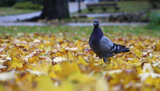 ������ ��������� ����� � ��� ������������� ��������