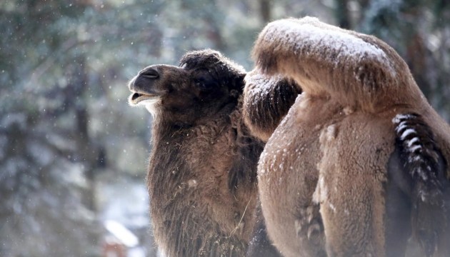 �������� � ������� ��������: ������� ���� ����������