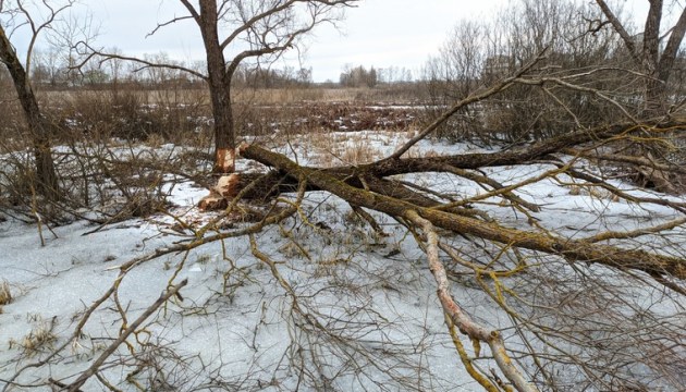 ����� ������������ ������������ ��������� ������