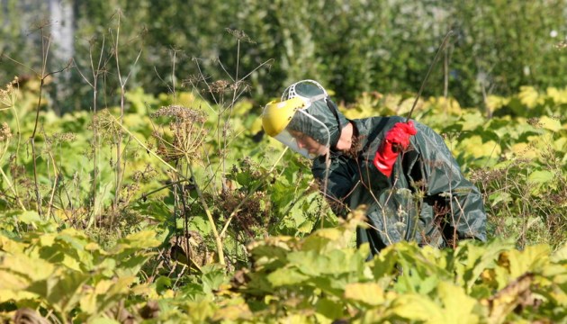 LVC выделит 37 тысяч евро на уничтожение борщевика в Латгалии