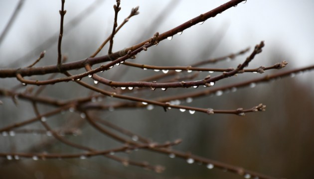 Сегодня во многих районах страны пройдут дожди