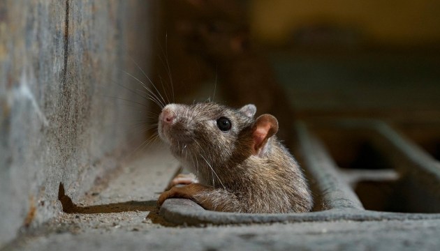 В исчезновении 19 кг наркотиков полиция обвинила… крыс