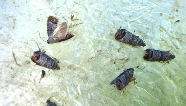 � ����� ��������� ������ �������-����������. � ��� ������ ������!