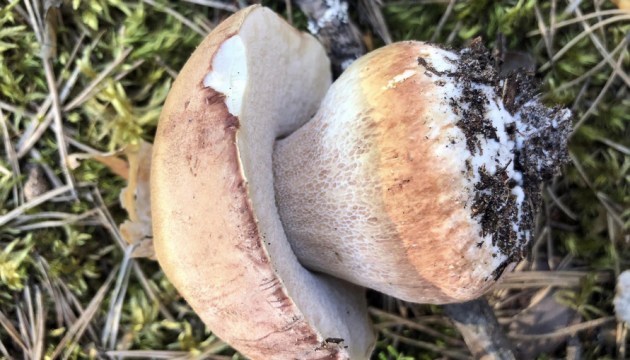 Фотофакт: в лесах появились первые боровики и подберезовики