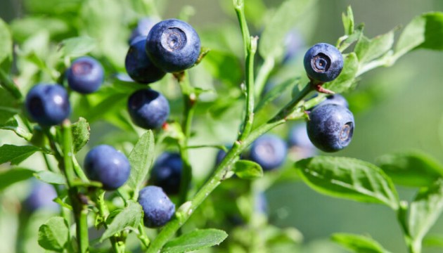 ������� �����������: ������� � ������ ����� �����