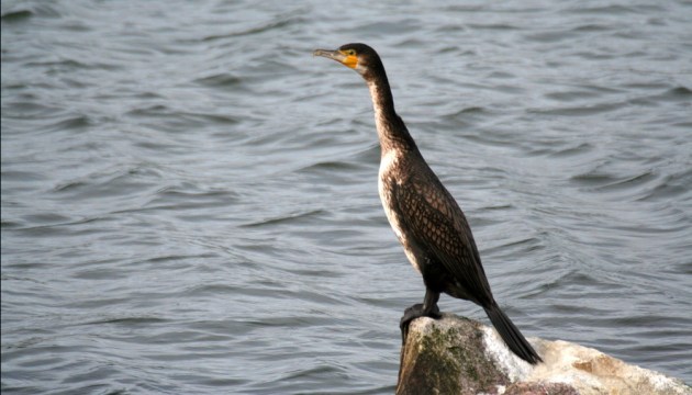 ������� ���������� ������� �� ����� �����