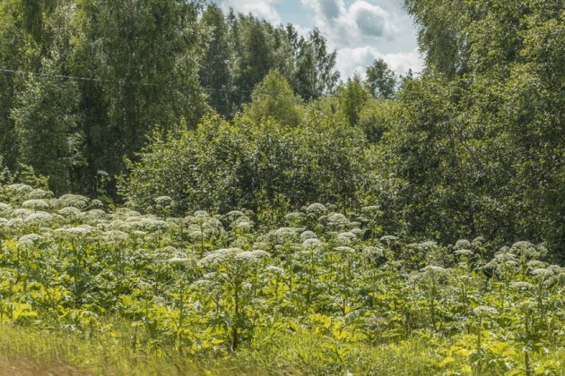 Борщевик атакует! Опасное растение отвоевало у людей территорию в 11 тысяч гектаров