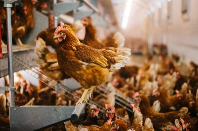 ���� ������ ���, � ���� � ������