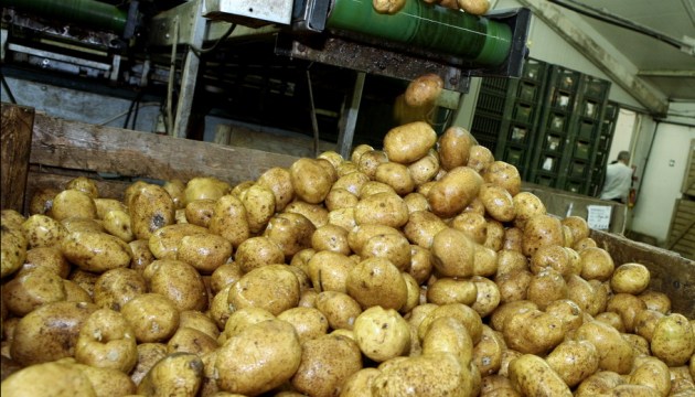 Была простая, а станет золотая: готовьтесь – картошка подорожает
