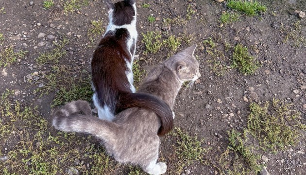 В приюте начался сезон хвостатых дачников